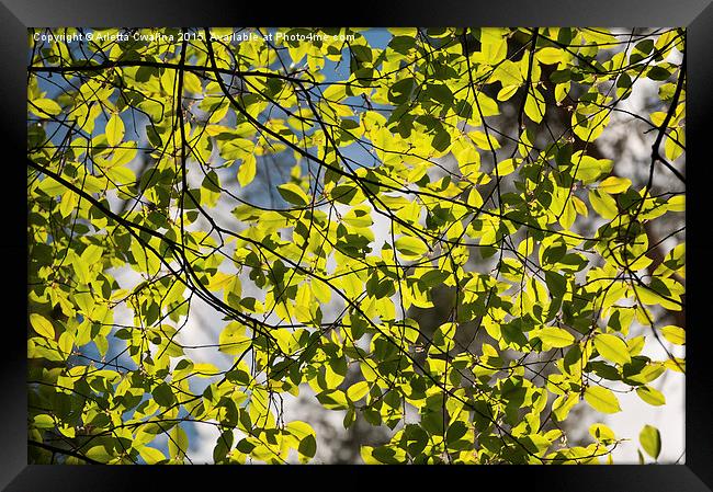 Spring sunlight on tree foliage Framed Print by Arletta Cwalina