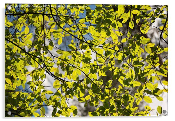 Spring sunlight on tree foliage Acrylic by Arletta Cwalina