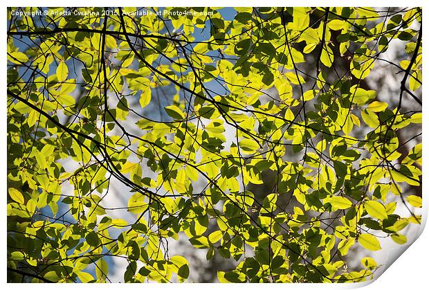 Spring sunlight on tree foliage Print by Arletta Cwalina