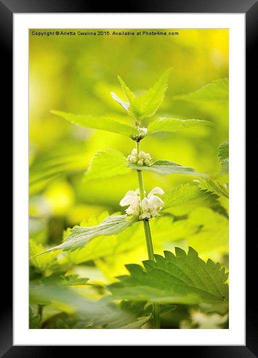 Lamium album white inflorescence Framed Mounted Print by Arletta Cwalina