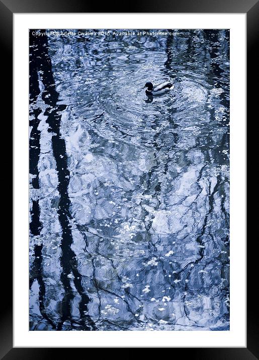 Lone duck blue tone Framed Mounted Print by Arletta Cwalina