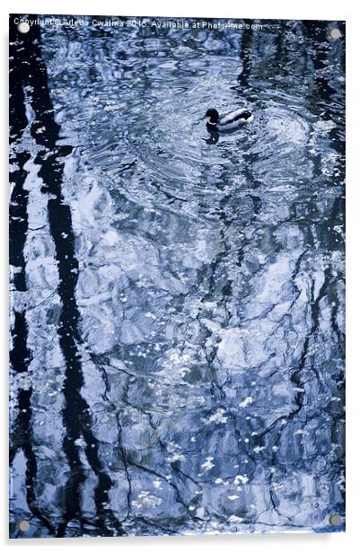 Lone duck blue tone Acrylic by Arletta Cwalina