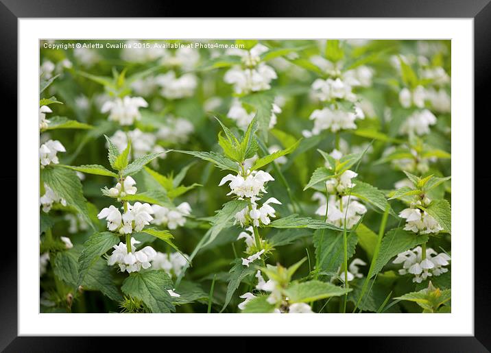 Lamium album white blossoms Framed Mounted Print by Arletta Cwalina