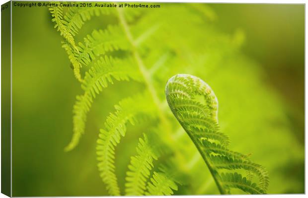 Sprouting green fern foliage Canvas Print by Arletta Cwalina