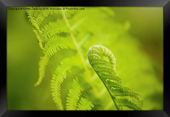 Sprouting green fern foliage Framed Print by Arletta Cwalina