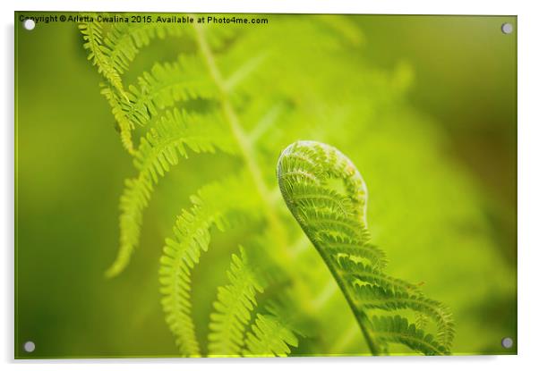 Sprouting green fern foliage Acrylic by Arletta Cwalina
