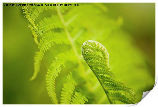 Sprouting green fern foliage Print by Arletta Cwalina