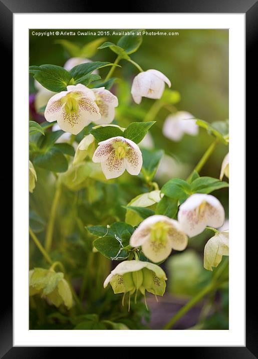 Hellebore white spotted flowers Framed Mounted Print by Arletta Cwalina