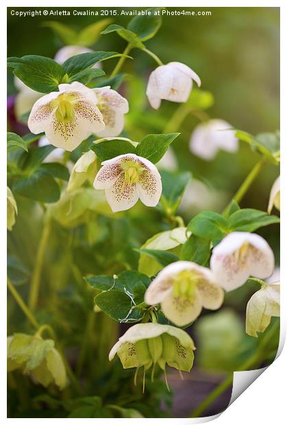 Hellebore white spotted flowers Print by Arletta Cwalina