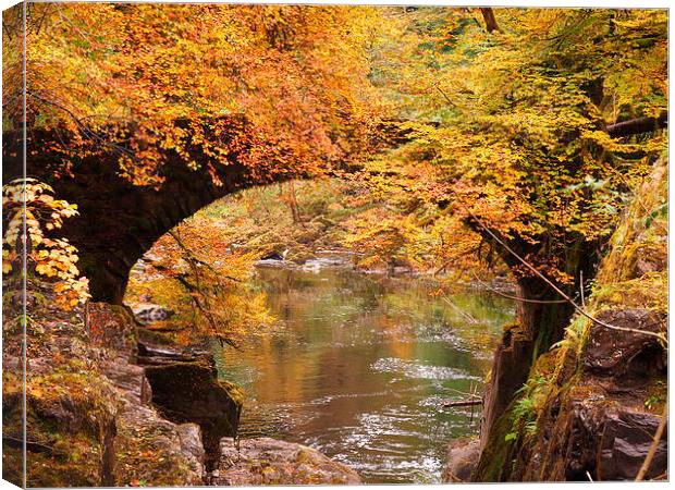 Vibrant Autumn Foliage at The Hermitage Dunkeld Canvas Print by Tommy Dickson
