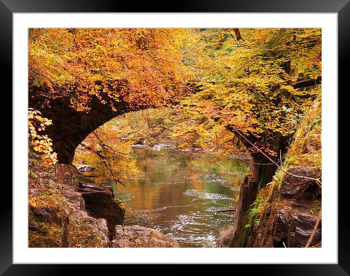 Vibrant Autumn Foliage at The Hermitage Dunkeld Framed Mounted Print by Tommy Dickson
