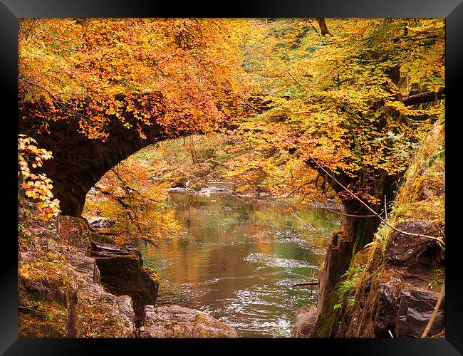 Vibrant Autumn Foliage at The Hermitage Dunkeld Framed Print by Tommy Dickson