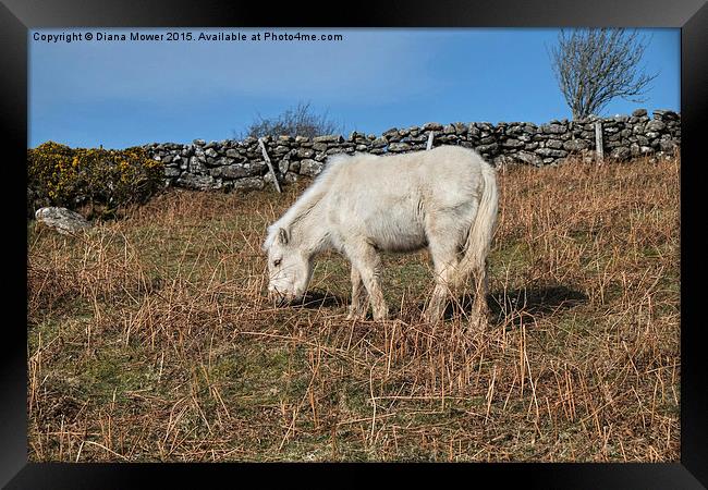  Dartmoor Pony Foal Framed Print by Diana Mower
