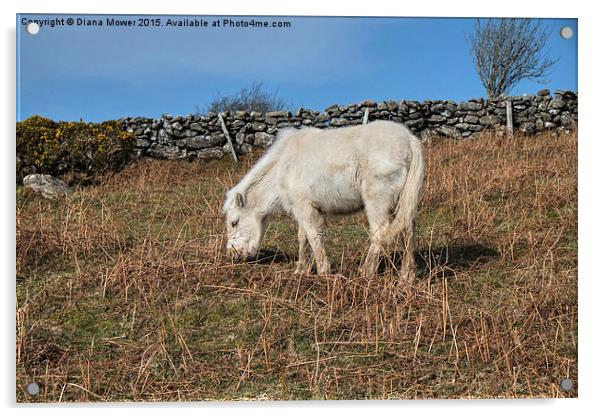  Dartmoor Pony Foal Acrylic by Diana Mower