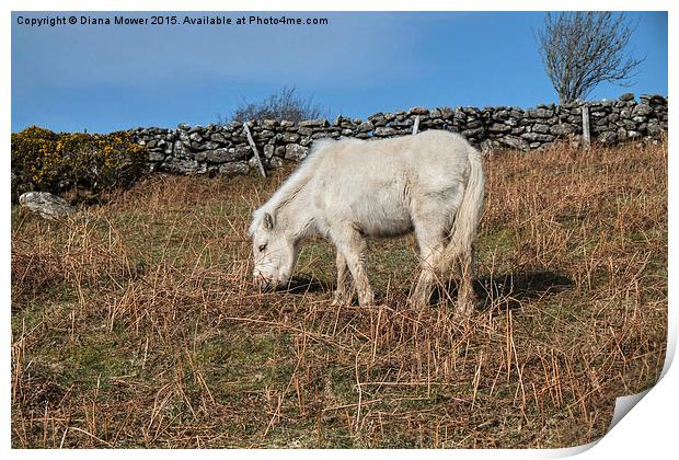  Dartmoor Pony Foal Print by Diana Mower