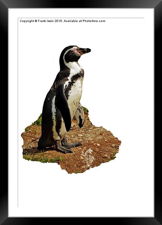  The Humboldt Penguin Framed Mounted Print by Frank Irwin