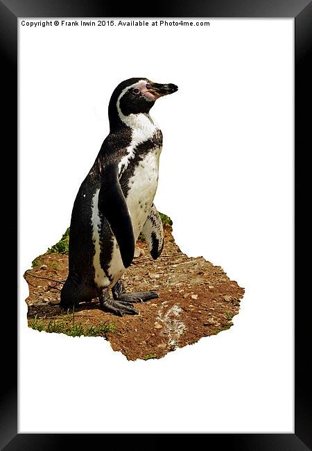  The Humboldt Penguin Framed Print by Frank Irwin