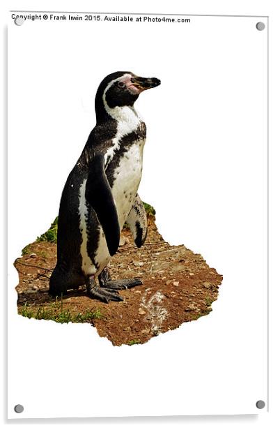  The Humboldt Penguin Acrylic by Frank Irwin