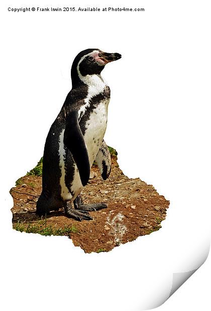  The Humboldt Penguin Print by Frank Irwin