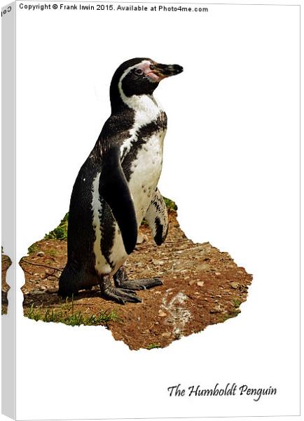 The Humboldt Penguin Canvas Print by Frank Irwin