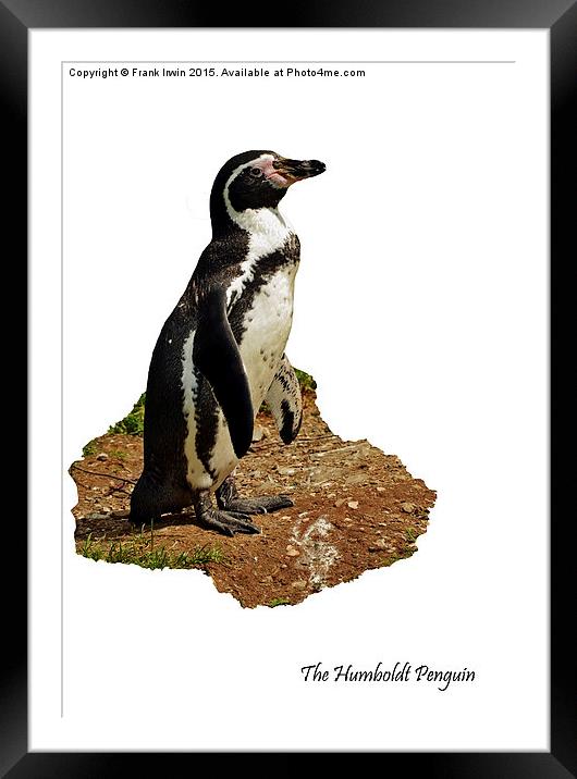 The Humboldt Penguin Framed Mounted Print by Frank Irwin