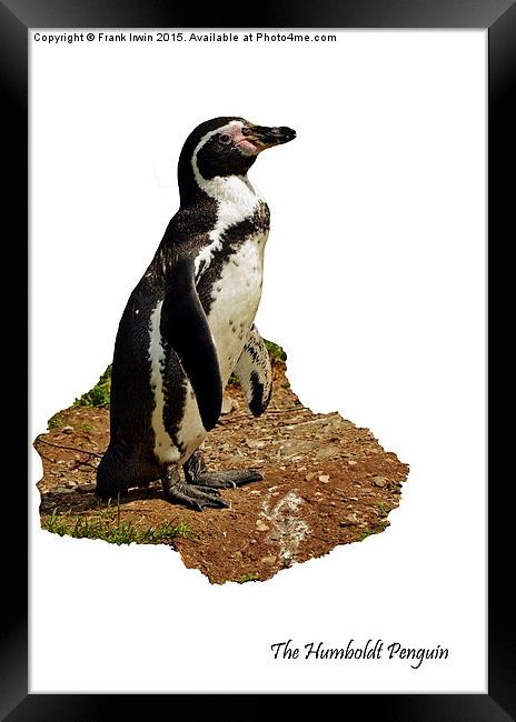 The Humboldt Penguin Framed Print by Frank Irwin
