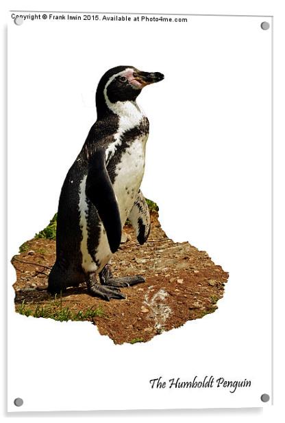 The Humboldt Penguin Acrylic by Frank Irwin