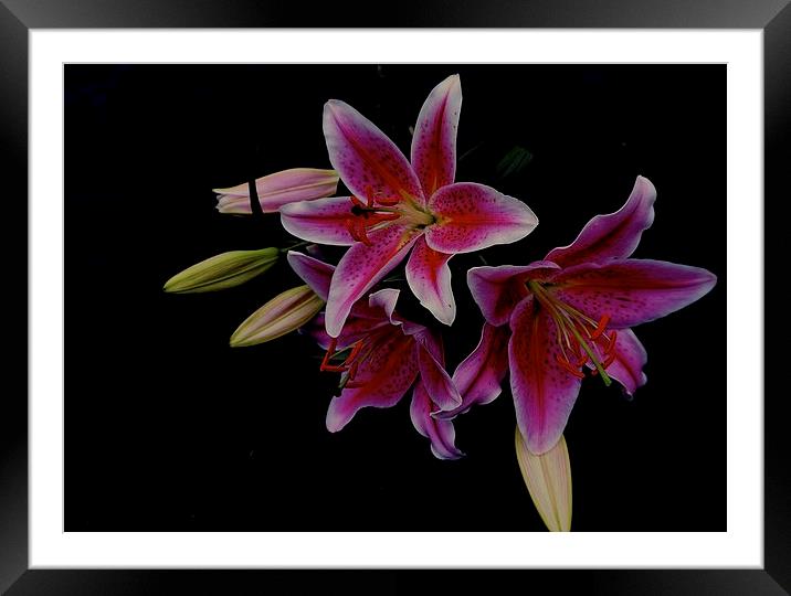  The Star gazer Lily Framed Mounted Print by Sue Bottomley