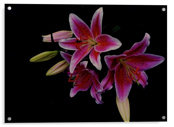  The Star gazer Lily Acrylic by Sue Bottomley