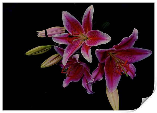  The Star gazer Lily Print by Sue Bottomley