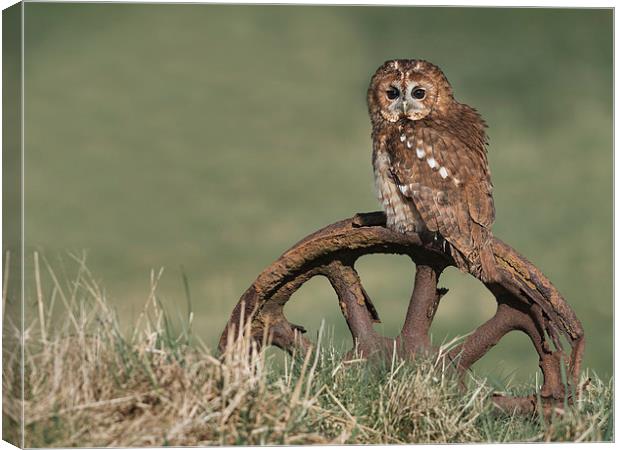  Tawny Owl On Rusty Wheel Canvas Print by Mike Hudson