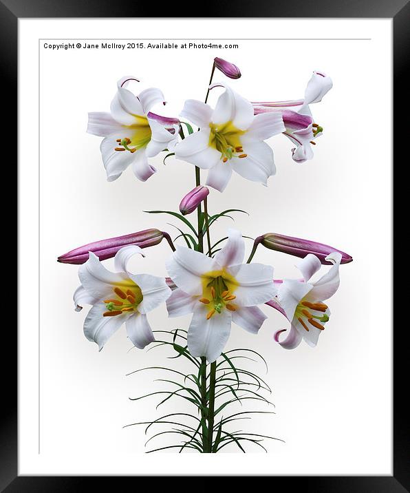  Pink and White Trumpet Lilies Framed Mounted Print by Jane McIlroy