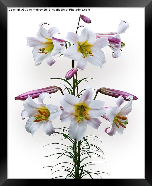  Pink and White Trumpet Lilies Framed Print by Jane McIlroy