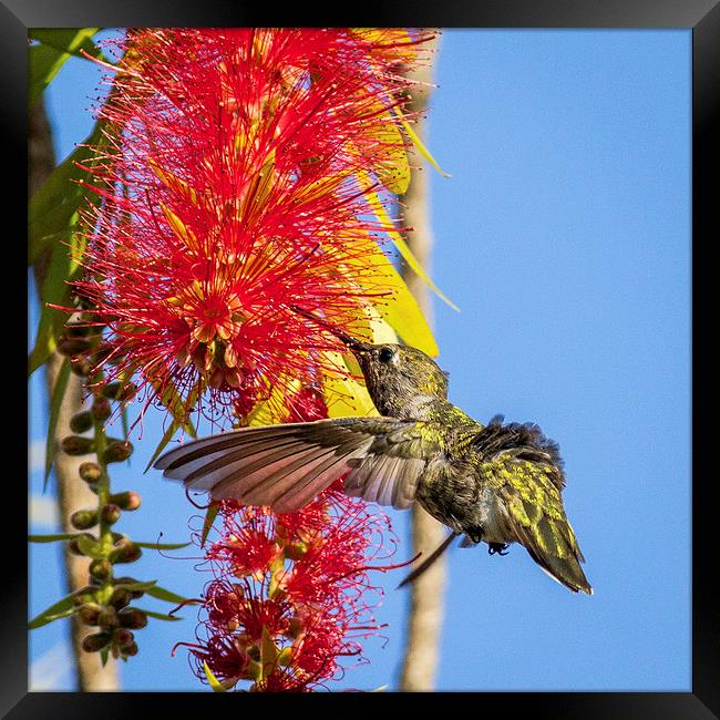 Feeding Hummingbird Framed Print by Shawn Jeffries
