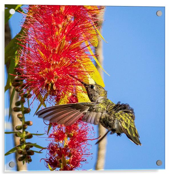  Feeding Hummingbird Acrylic by Shawn Jeffries