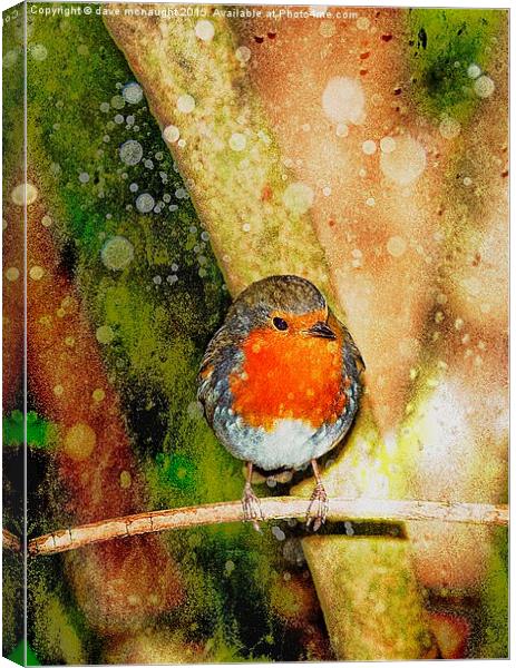  Beautiful Robin Canvas Print by dave mcnaught