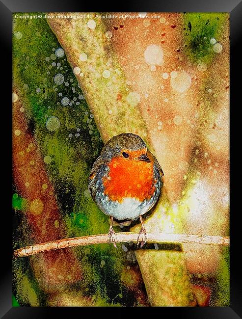  Beautiful Robin Framed Print by dave mcnaught