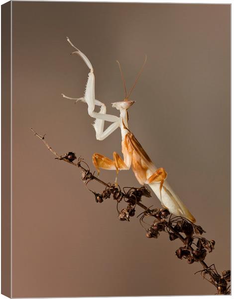  preying mantis Canvas Print by paul hudson