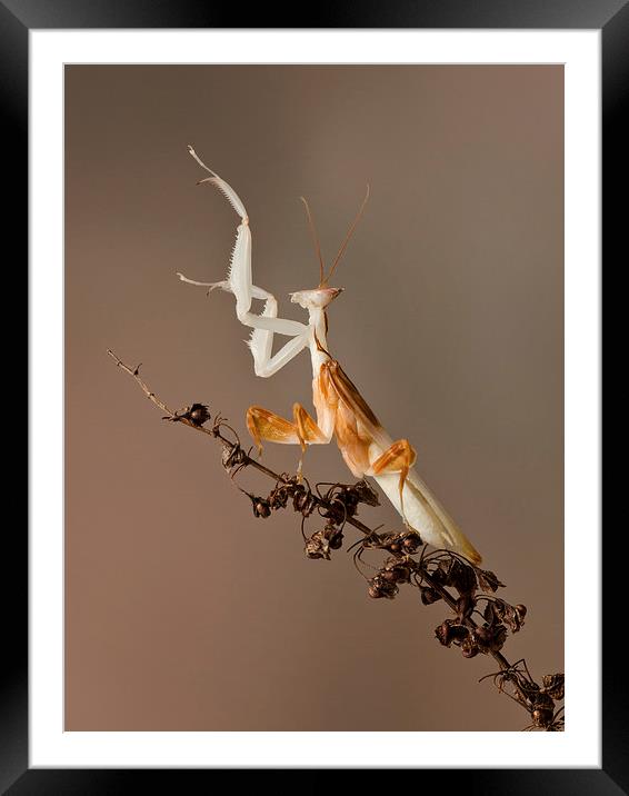  preying mantis Framed Mounted Print by paul hudson