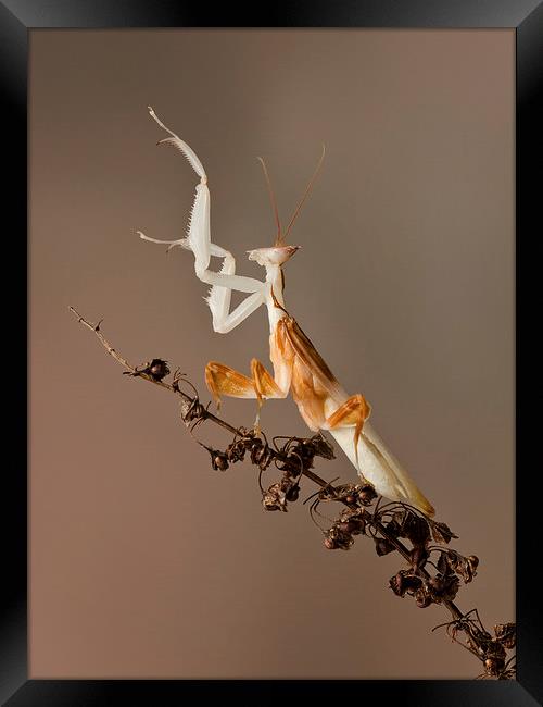  preying mantis Framed Print by paul hudson