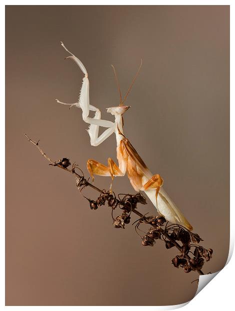  preying mantis Print by paul hudson