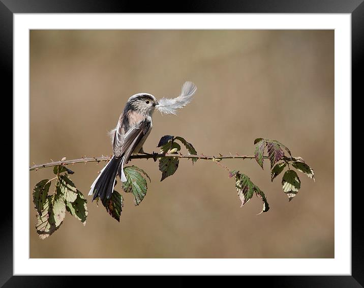  long tail tit with feather Framed Mounted Print by paul hudson