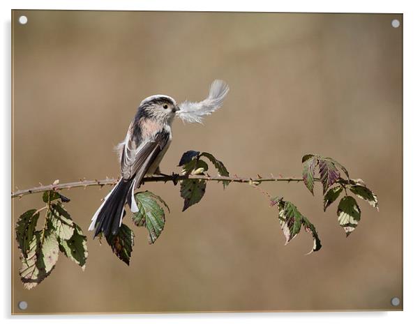  long tail tit with feather Acrylic by paul hudson