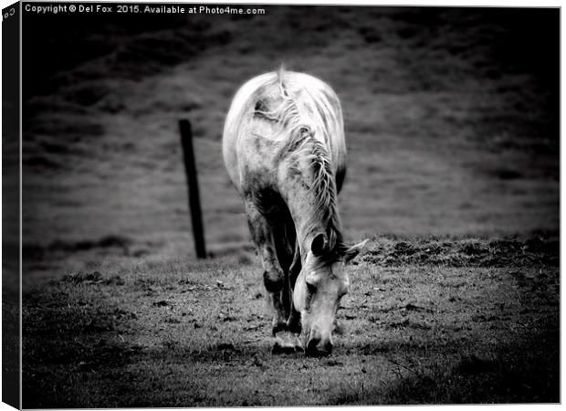  lone horse Canvas Print by Derrick Fox Lomax