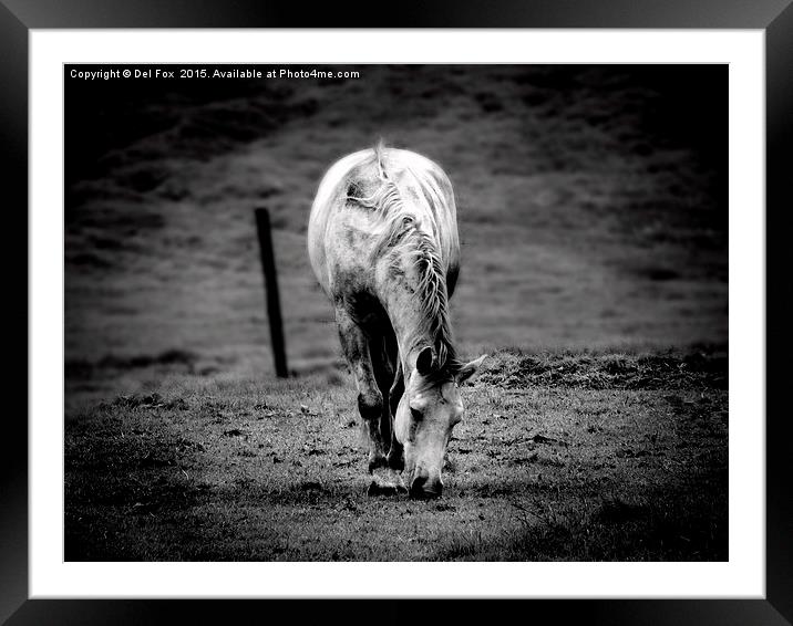  lone horse Framed Mounted Print by Derrick Fox Lomax
