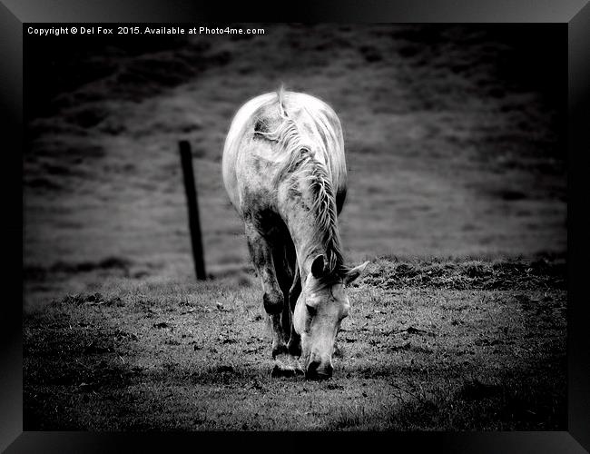  lone horse Framed Print by Derrick Fox Lomax