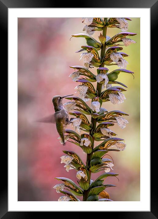  Anna's Hummingbird Framed Mounted Print by Shawn Jeffries