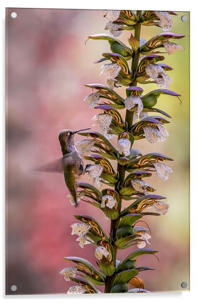  Anna's Hummingbird Acrylic by Shawn Jeffries