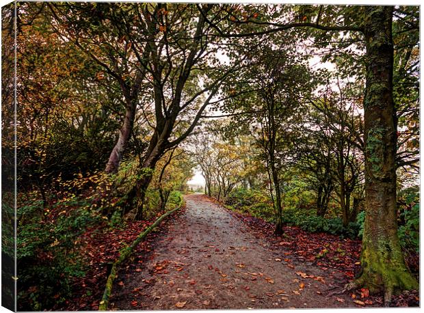  The Woodland Path Canvas Print by David McCulloch