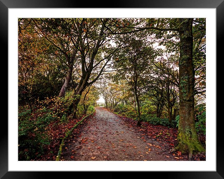  The Woodland Path Framed Mounted Print by David McCulloch